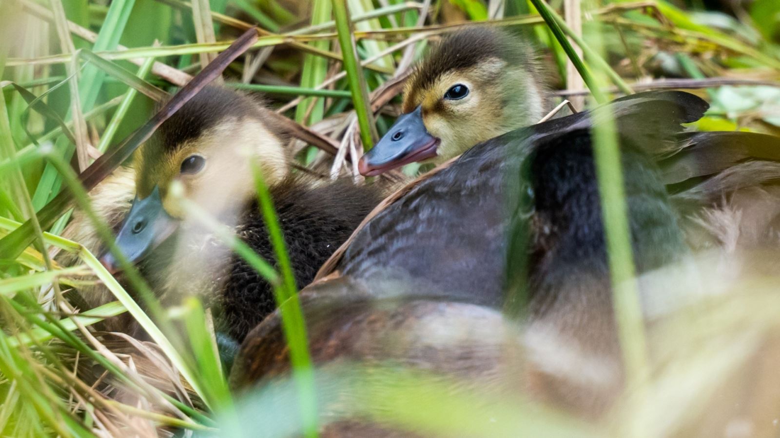 Baer's pochard ducklings at a couple of weeks old in Mission Possible at Slimbridge Wetland Centre. Credit WWT and Amy Alsop